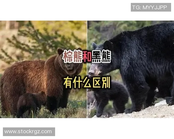 灰熊的生存智慧与生态影响探秘：从栖息地到食物链的全面分析